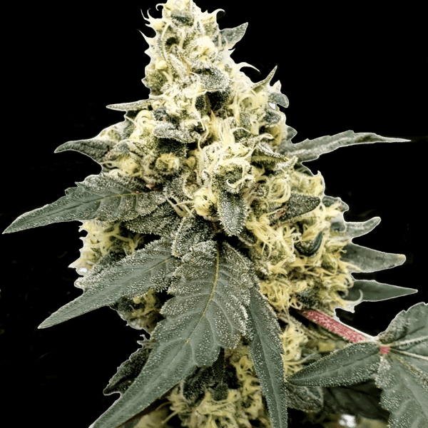 Lemonade Auto