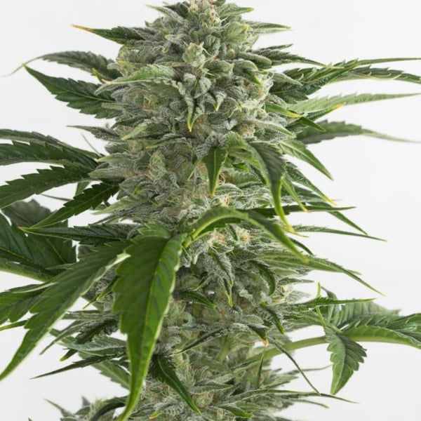 Bubba Kush