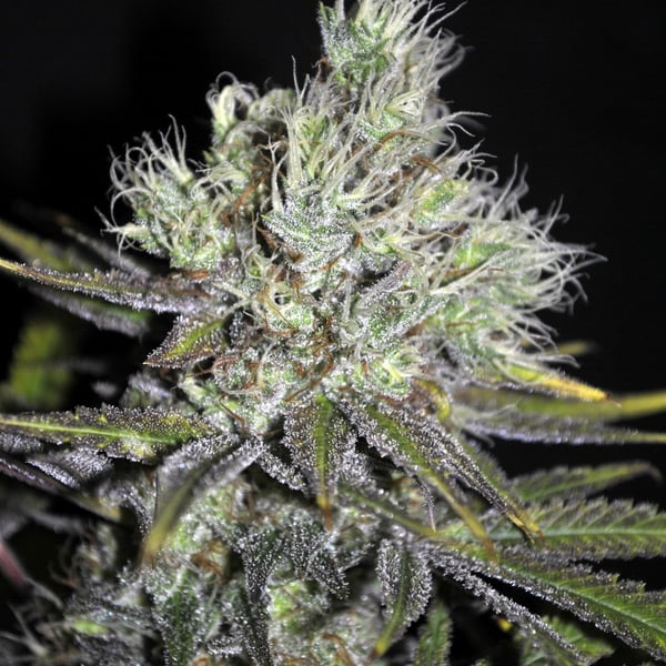 CBD Sweet Sour Widow CBD Crew cannabisfrø