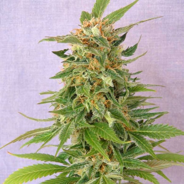 Ginger Punch Auto Kannabia skunkfrø cannabisfrø