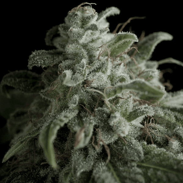 Nefertiti Pyramid Seeds cannabisfrø