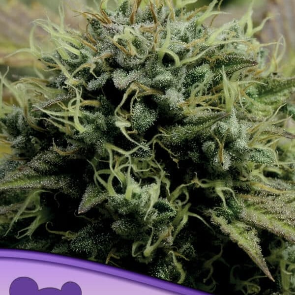 Hindu Kush Anesia Seeds skunkfrø cannabisfrø