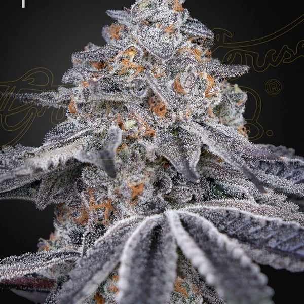 Velvet Moon Green House Seed Company cannabisfrø
