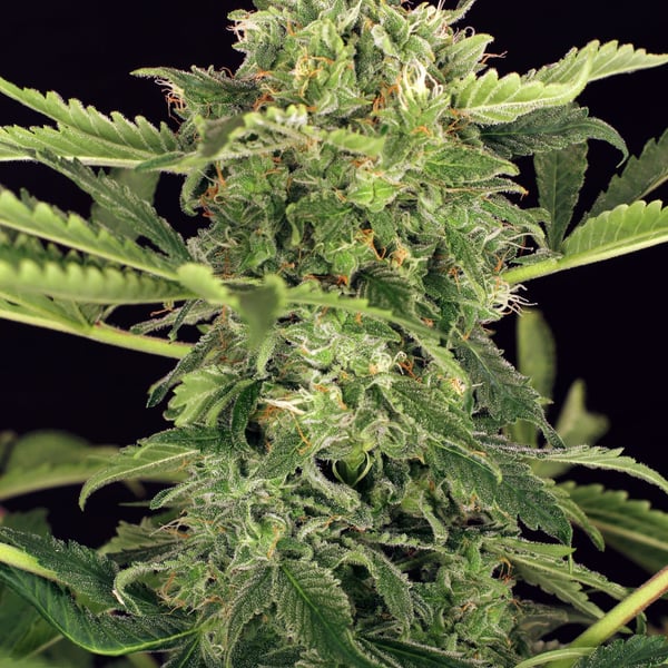 Mango Cream Auto Exotic Seed cannabisfrø