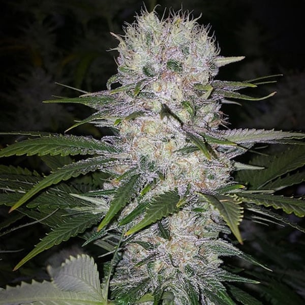 SKUNK HERO RBX1 Ethos Genetics cannabis seeds