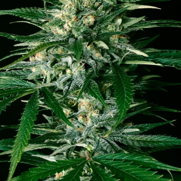Gypsy Widow Exotic Seed cannabisfrø