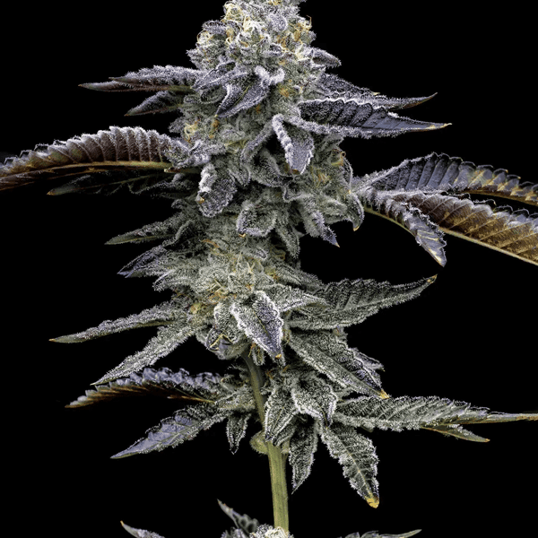 Blue Dream Barney's Farm cannabisfrø