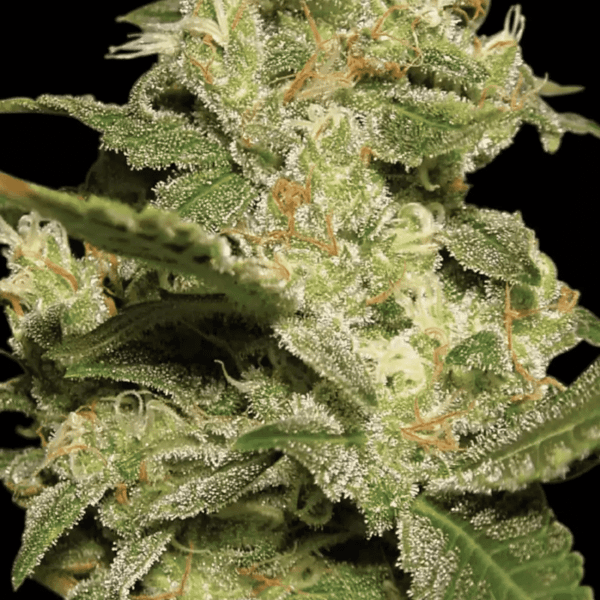 Auto Jack Paradise Seeds