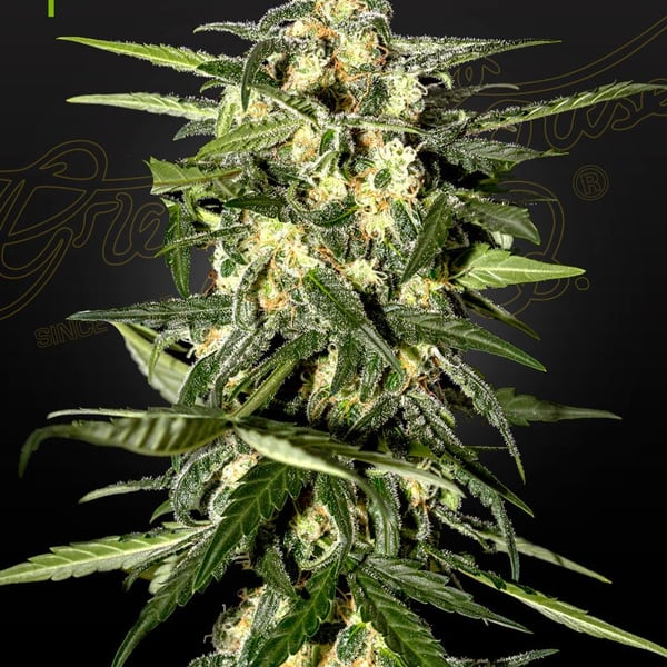 Jack Herer Auto Greenhouse Seed Company cannabisfrø