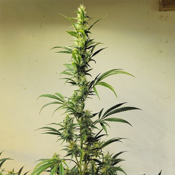 Ethos Haze IBL