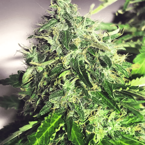 Auto Cannabis Light Ministry of Cannabis cannabisfrø