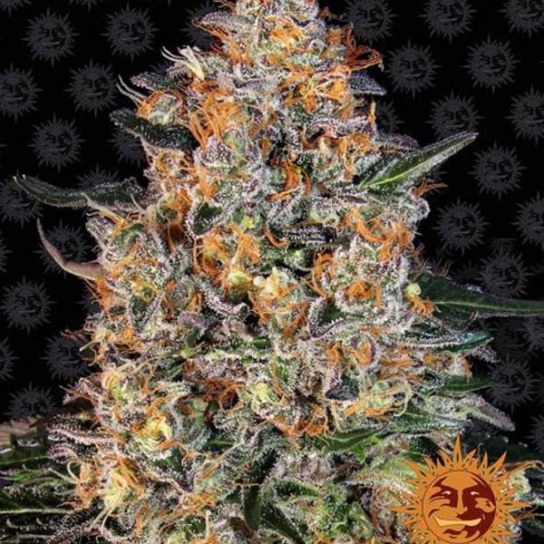 Bubba Kush Barneys Farm Cannabisfrø Skunkfrø