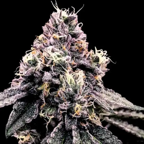 Kosher Pie DNA Genetics cannabisfrø