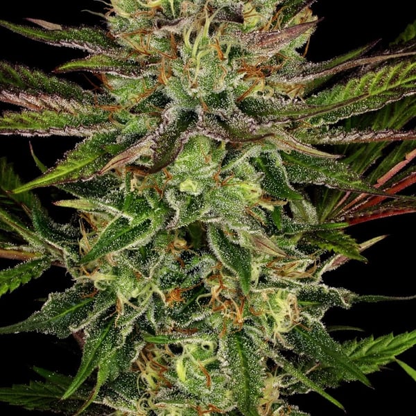 Chocolate Wafflez Paradise Seeds