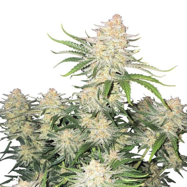 Frostbanger Fast Buds cannabis seeds