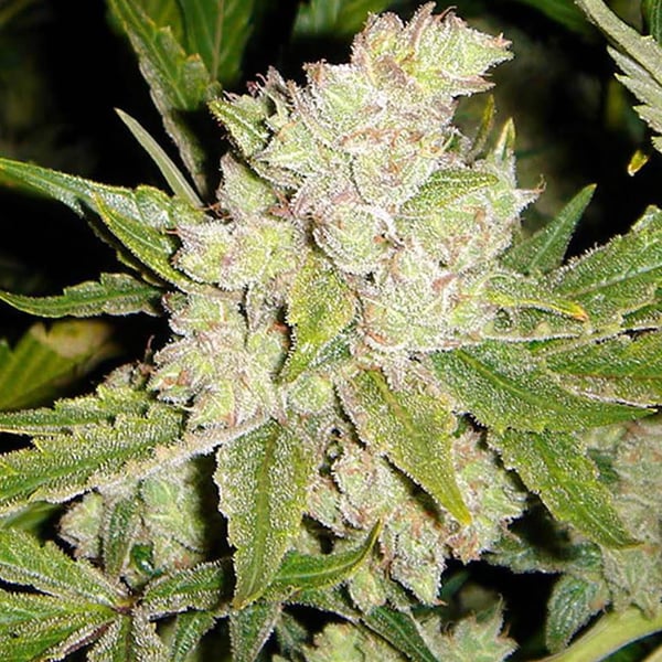 Sogouda Soma Sacred Seeds cannabisfrø