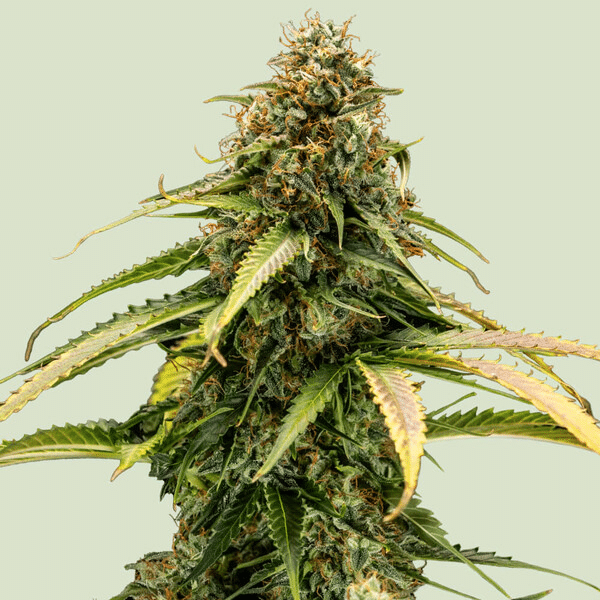 Epsilon F1 Royal Queen Seeds