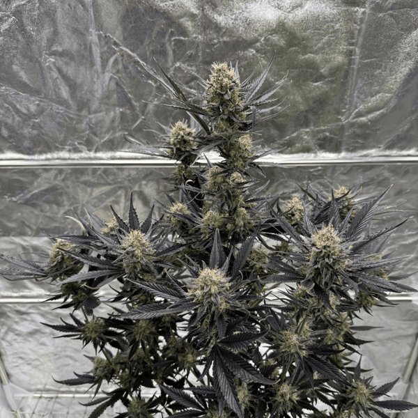 Guava Auto RF3 Fast Buds cannabis frø