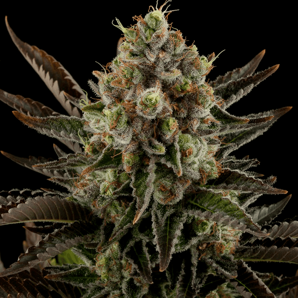 White Widow Nordland Seeds cannabisfrø