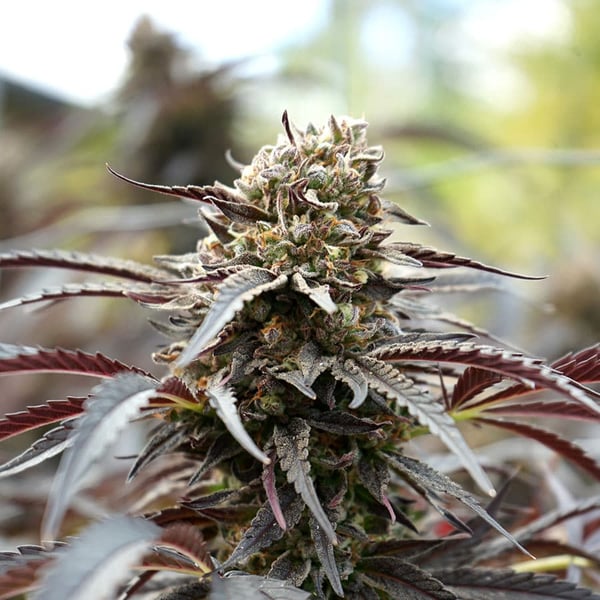 White Runtz Fast Flowering Humboldt Seed Organization cannabisfrø