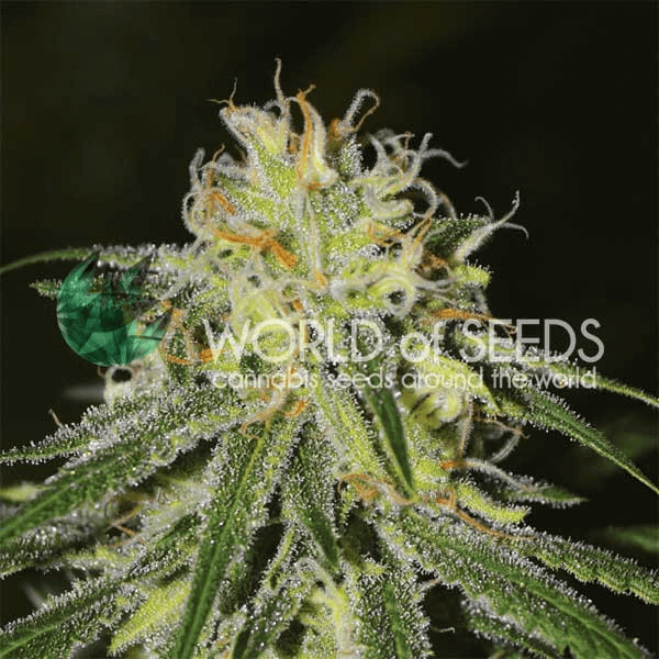 Amnesia World of Seeds cannabisfrø