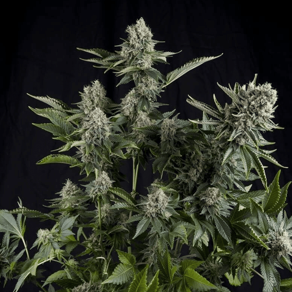 White Widow Pyramid Seeds cannabisfrø