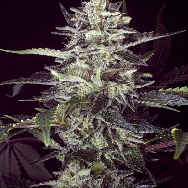 Brain Stroke Auto High Speed Buds cannabisfrø