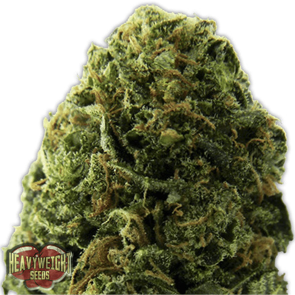 Massive Midget Auto Heavyweight Seeds cannabisfrø