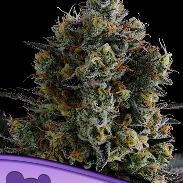 Zoomiez Anesia Seeds skunkfrø cannabisfrø