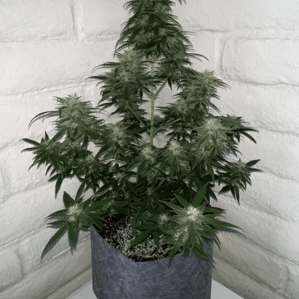 Orange Sherbet Auto cannabisfrø Nordland Seeds