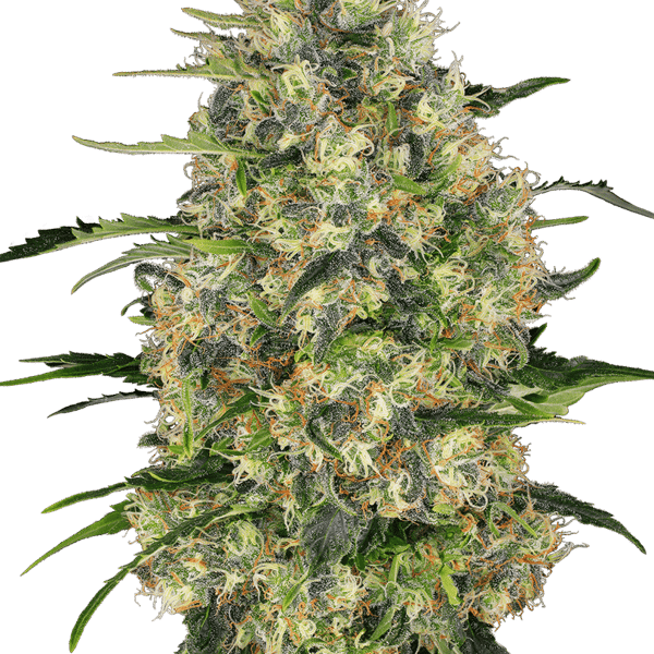 Sensi Seeds Cannabisfrø Black Domina Feminiserede