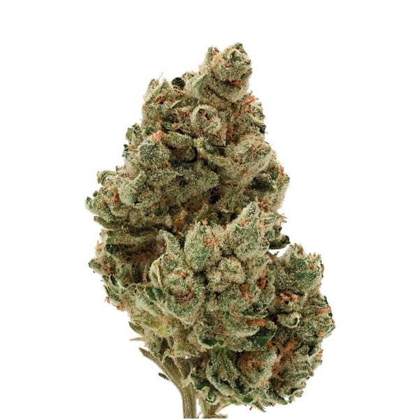 Frosty Gelato Growers Choice skunkfrø