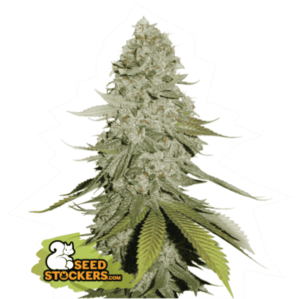 GG4