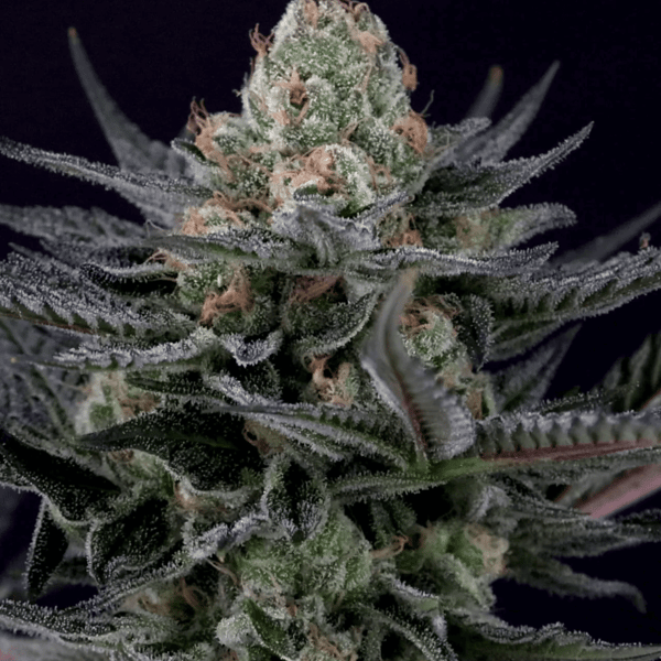 Caramba Paradise Seeds