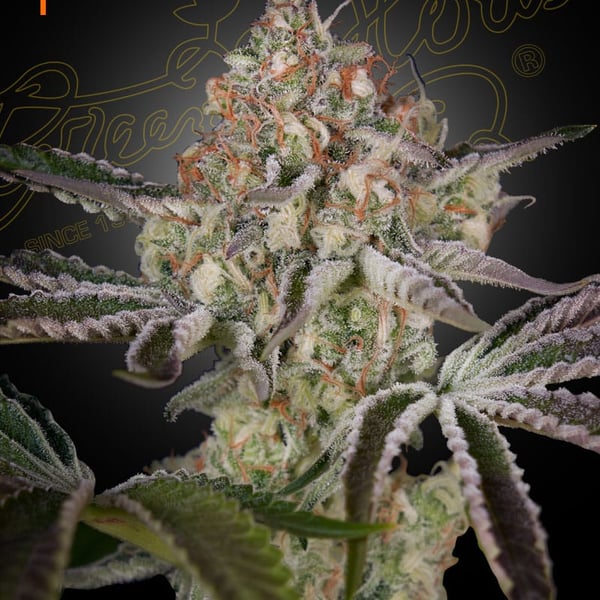 Great White Shark Green House Seed Company cannabisfrø