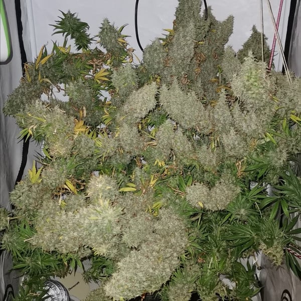 Panama x Bangi Haze Ace Seeds cannabisfrø