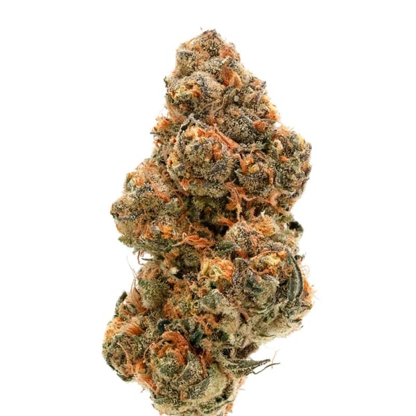 Weddingcake x Frosty Gelato Growers Choice skunkfrø