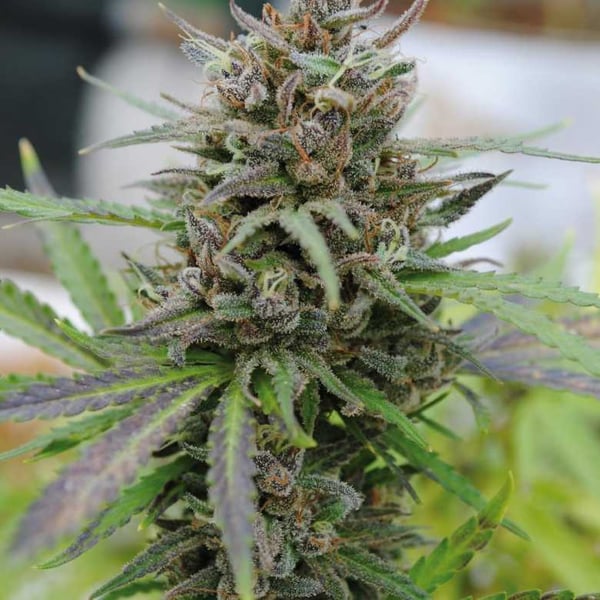 Baby Boom Auto Kannabia skunkfrø cannabisfrø