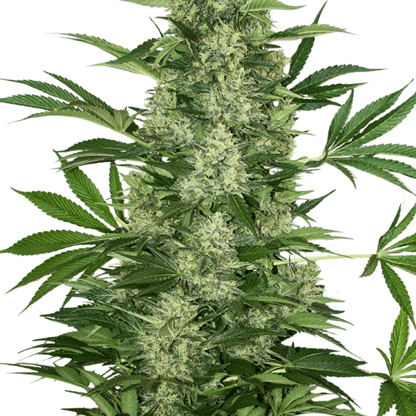 Krystalica-Mandala-Seeds-cannabisfroe