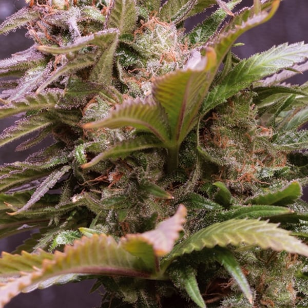 Vision Caramello Auto Vision Seeds cannabisfrø