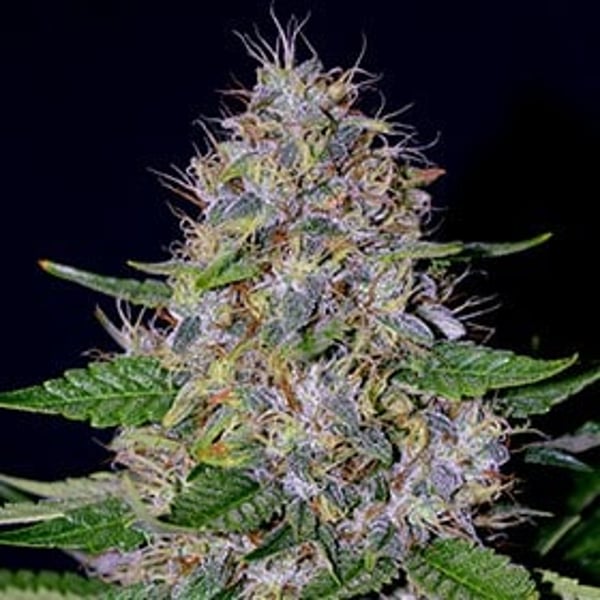 Apple-Crumble-G13-Labs-Seeds