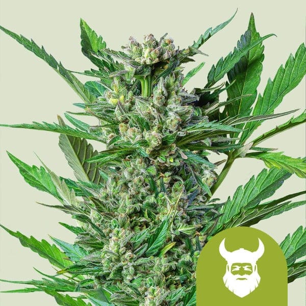 Skunkfrø Royal Dwarf cannabisfrø Royal Queen Seeds