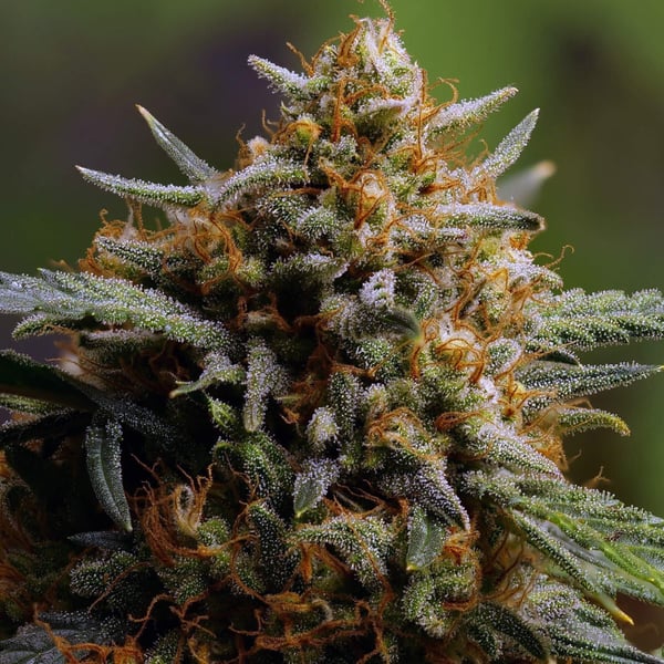 Northern Lights Auto Nordland Seeds skunkfrø cannabisfrø