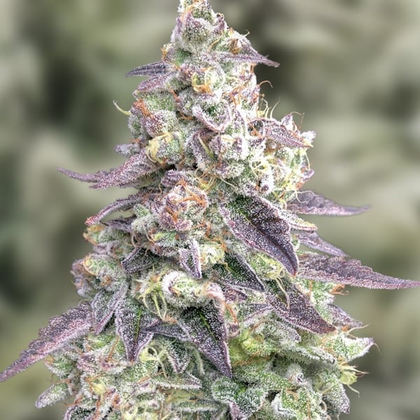 9 Pound Hammer High Speed Buds cannabisfrø