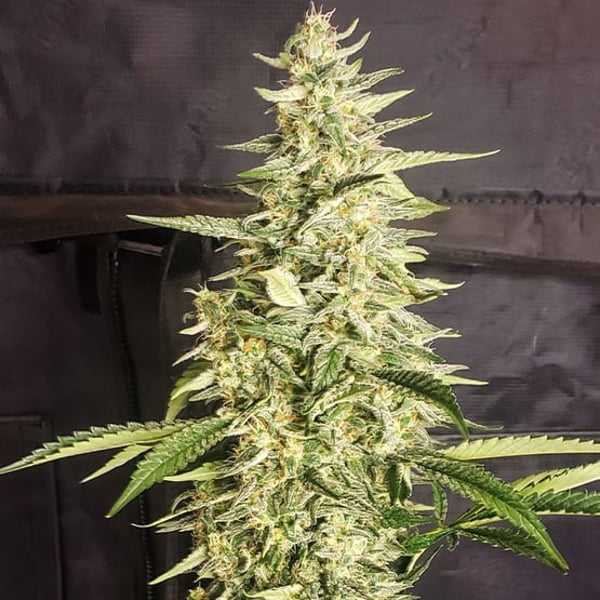 INZANE AUTO Ethos Genetics cannabis seeds