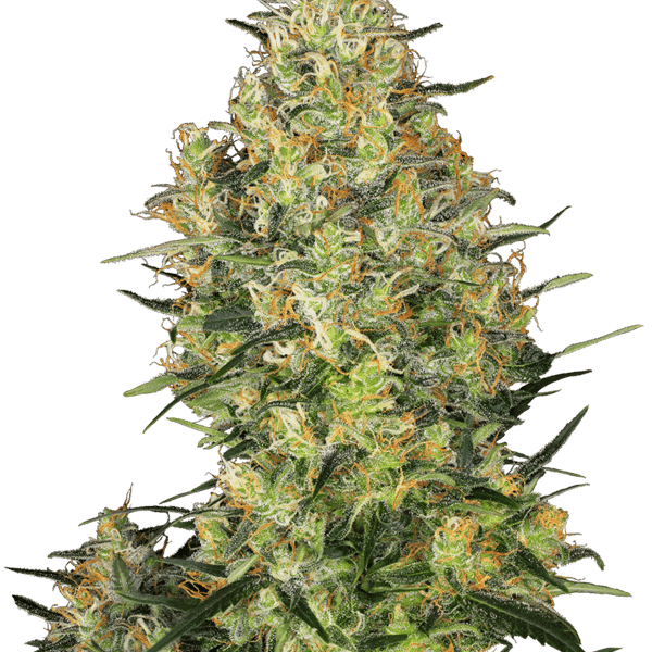 Cannabisfrø Sensi Seeds Shiva Skunk