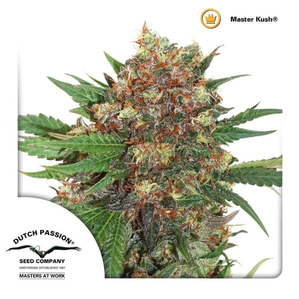 cannabisfrø-Masterkush-Dutch-Passion