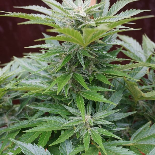 AK47 Auto Nordland Seeds