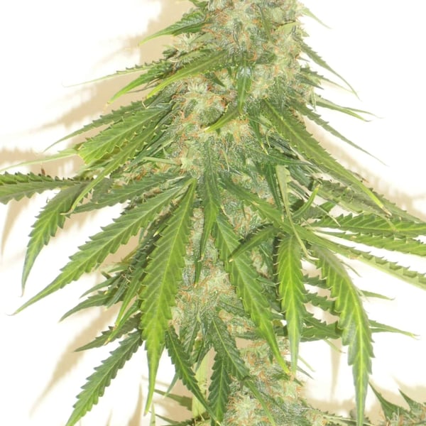 Caramellow DaneStrains Cannabisfrø
