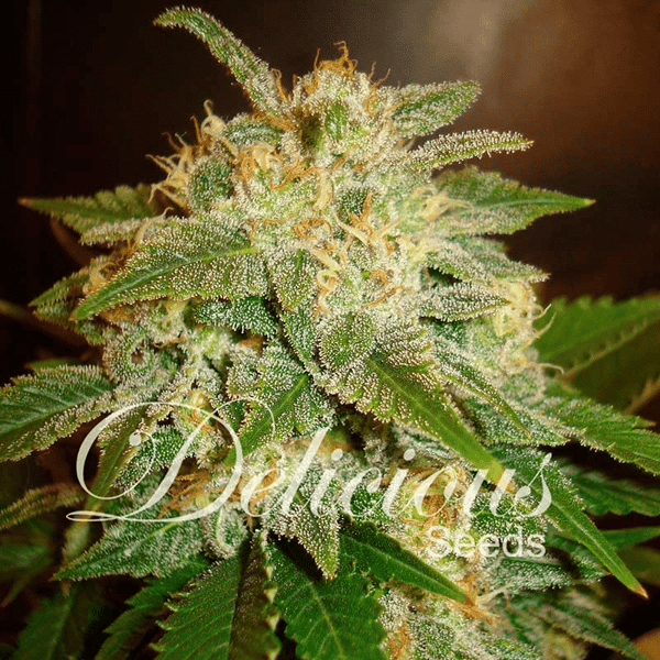 La Bella Afrodita Delicious Seeds cannabisfrø